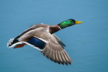 Mallard drake in flight by plain blue flat water in early spring in freezing cold in breeding plumage
