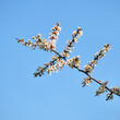 Blackthorn blossom, Prunus spinosa