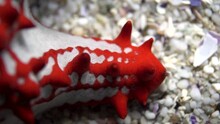 Still Shot Of A Red Knob Starfish's Arm On Top Of Small Broken Shells