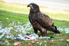 Immature Bald Eagle Eating A Dead Seagull On Green Grass