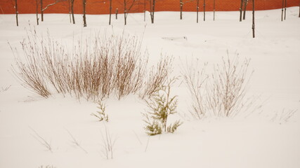 Wall Mural - grass in the snow