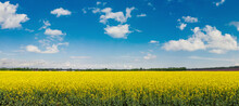 Blooming Rapeseed Field, Canola Or Colza On A Sunny Summer Day