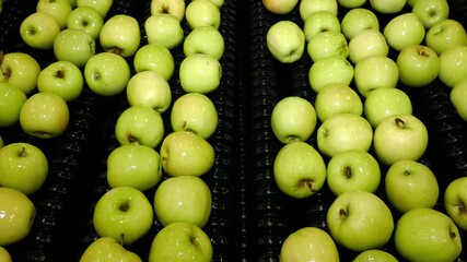 Wall Mural - Clean fresh apples golden delicious moving on conveyor sorting and grading by the machine in a fruit packing warehouse