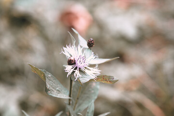 Purple flower in the garden on a natural background