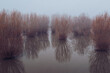 Flooded forest in fog