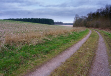 A Scenic Winding Track Through Woodlands And Fields, North Wessex Downs, AONB 