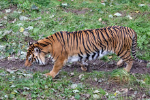 Sumatran Tiger (Panthera Tigris Sumatrae)