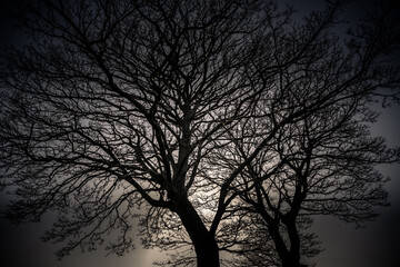 Wall Mural - tree in the night