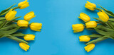 Fototapeta Tulipany - Closeup on yellow tulips in on the blue surface. Location vertical.