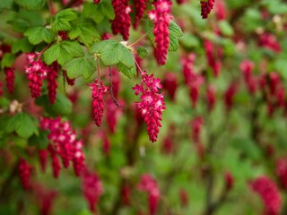 Poster - Flowering Currant