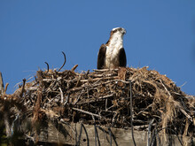 Osprey In Nest Or  The Western Osprey (Pandion Haliaetus) — Also Called Sea Hawk, River Hawk, And Fish Hawk
