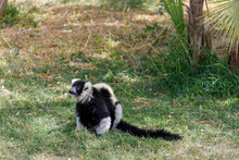 Variegated Black And White Ruffed Lemur (Varecia Variegatus Variegatus)