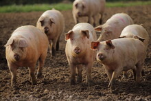 Group Of Domestic Pigs On The Farm In East Devon, UK