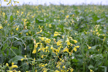 Mustard grows in the field, which will be used as a green organic fertilizer.