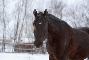 Wall Mural - horse in winter