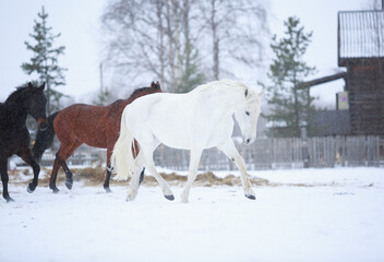 Wall Mural - horses in snow