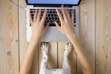 Poster - Image of woman’s hands typing fast on laptop keyboard with dog’s paws on same tabletop. View from above. Remote work from home concept image.