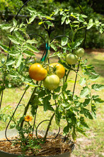 Early Summer Ripening Of Tomatoes On The Vine In A Home Garden