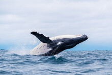 Humpback Whale Breaching And Landing, Isla De La Plata (Plata Island), Ecuador