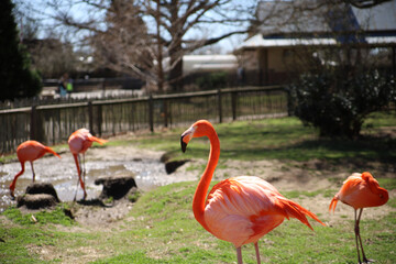 Sticker - Closeup shot of a cute flamingo with others in the blurry background