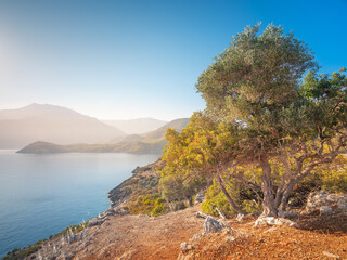Wall Mural - olive tree on the sea cliff in morning under blue sky with copy space