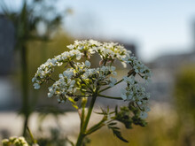 Closeup Shot Of Alyssum Flowers On A Blurred Background