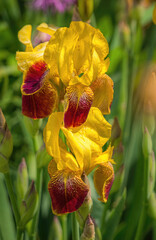 Wall Mural - Delicate spring flower of iris in the rays of the evening sun