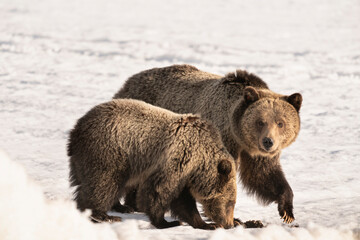 Poster - USA, Wyoming, Grand Teton National Park. Grizzly bear sow with juvenile cub.