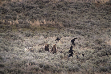 Wall Mural - USA, Wyoming, Yellowstone National Park. Grizzly bear sow and cub confront wolf.