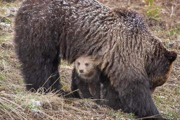 Canvas Print - USA, Wyoming, Yellowstone National Park. Grizzly bear cub sheltering under mother.