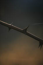 Vertical Shot Of Thorns With Bokeh Lights