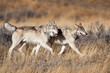 Yellowstone National Park, two gray wolves move through the dry grass.