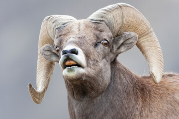 Canvas Print - Yellowstone National Park, bighorn ram lifts its lip in a flehmen.