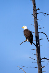 yellowstone national park, bald eagle perching on the limb of a dead tree.