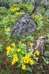 Poster - Yellowstone National Park, arrowleaf balsamroot covers the hillsides in the spring.