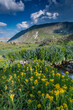 Arnica and bluebell wildflowers next to creek, Absaroka Mountains near Cody and Meeteetse, Wyoming, USA.