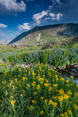 Sticker - Arnica and bluebell wildflowers next to creek, Absaroka Mountains near Cody and Meeteetse, Wyoming, USA.