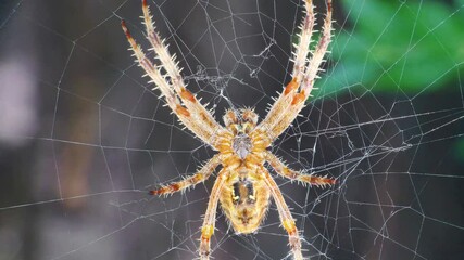 spider in a web 4k