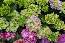 Colored Flowers Hydrangea，Hydrangea Macrophylla，Forever Summer，Endless Summer
