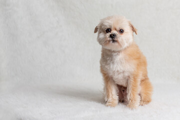 Wall Mural - Shih zu mix dog posing