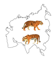 Wall Mural - Tiger vector illustration isolated on Asia map continent contour on white background. Big wild cat. Siberian tiger (Amur tiger - Panthera tigris altaica) or Bengal tiger.