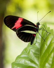 Butterfly Castanha-Vermelha - Black Butterfly With Red Details Perched On A Green Leaf