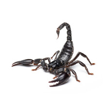 Black Scorpion Isolated On White Background.