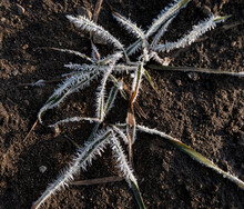 Frost On A Crabgrass