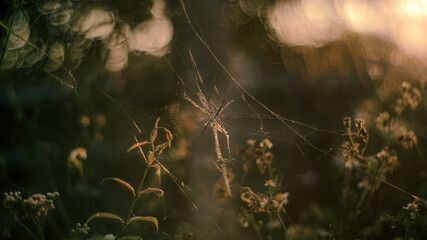 spider 