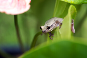  little red tree frog perched on a leaf