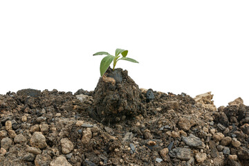 The seedling are growing from the rich soil  on white background, ecology concept.