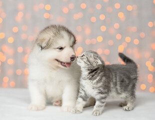 Tiny kitten sniffs Alaskan malamute puppy on festive background