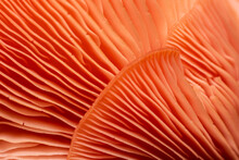 Close Up Of Oyster Mushrooms