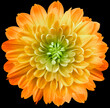 flower  yellow chrysanthemum . Flower isolated on the black background. No shadows with clipping path. Close-up. Nature.